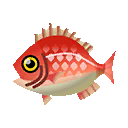 red snapper fish, which you can catch in game