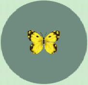 yellow butterfly, which you can catch in game